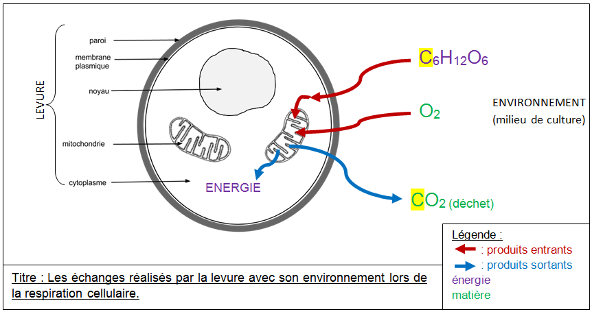 Recharge Edulcorant Pour Distributeur 2800 Stévia Comprimés